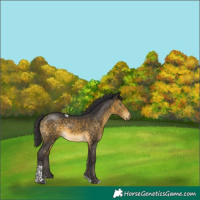 Horse Color:Buckskin Mushroom Tobiano 
