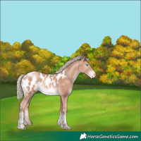Horse Color:Gold Champagne Mushroom Tobiano Near Leopard Rabicano 
