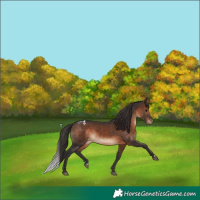 Horse Color:Brown Appaloosa