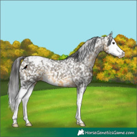 Horse Color:Buckskin Splash Appaloosa Rabicano