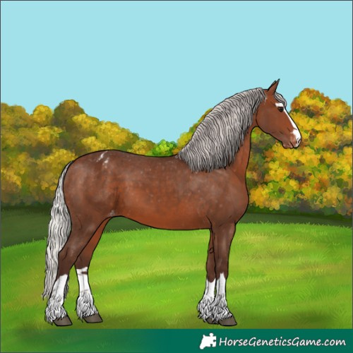Horse Color:Silver Bay Appaloosa