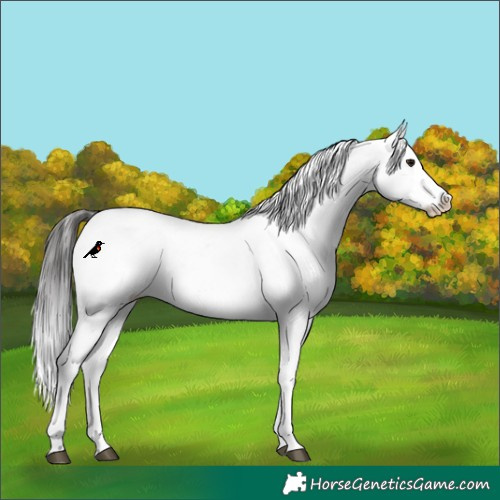 Horse Color:Buckskin Appaloosa 