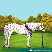Horse Color:Palomino Near Leopard