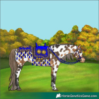 Horse Color:Buckskin Near Leopard
