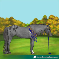 Horse Color:Black Appaloosa