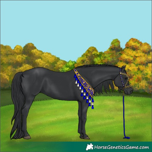 Horse Color:Black 