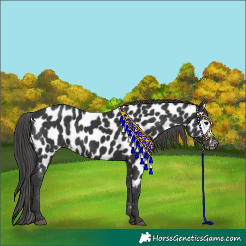 Horse Color:Black Near Leopard 