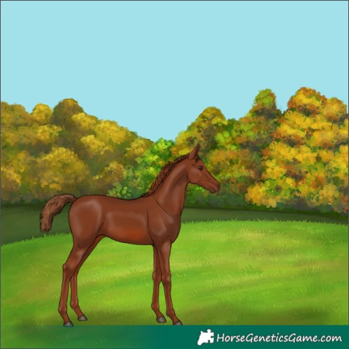 Horse Color:Chestnut 