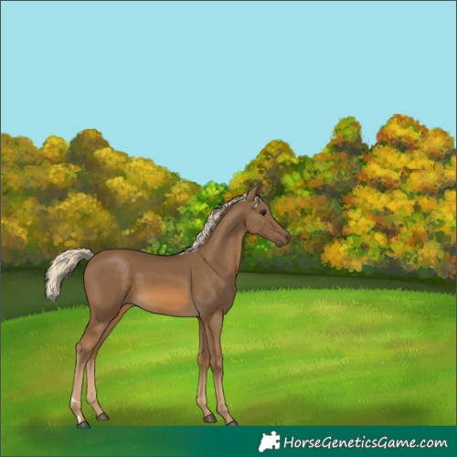 Horse Color:Chocolate Palomino 
