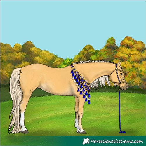 Horse Color:Palomino Tobiano 