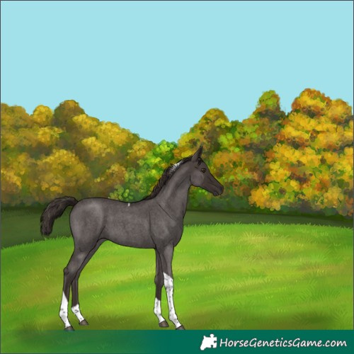 Horse Color:Liver Red Roan Tobiano 