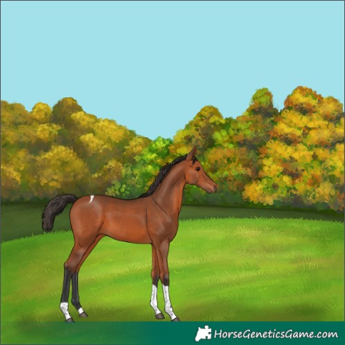 Horse Color:Bay Tobiano 