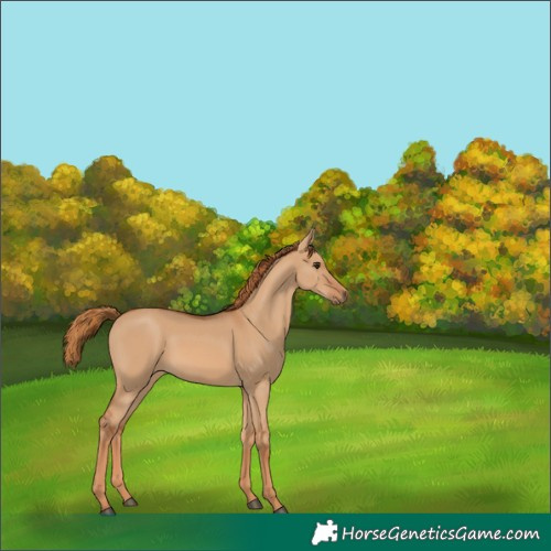 Horse Color:Red Dun 