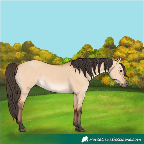 Horse Color:Bay Dun 