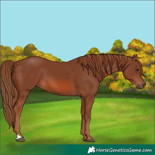 Horse Color:Chestnut 