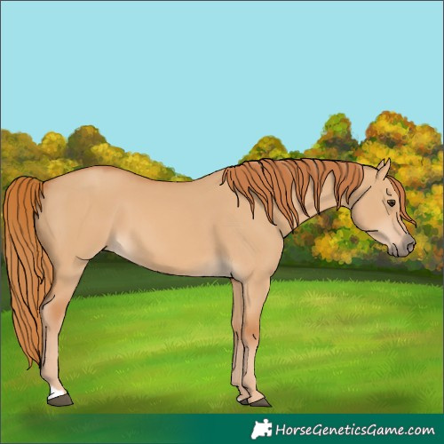 Horse Color:Red Dun 