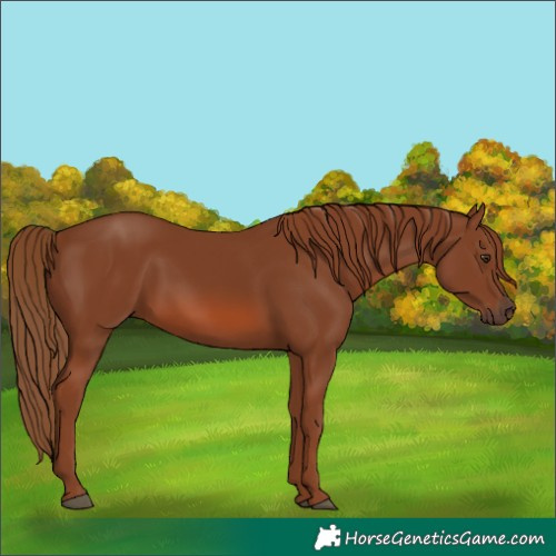 Horse Color:Chestnut 