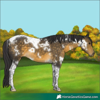 Horse Color:White Spotted Buckskin Tobiano 