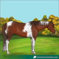 Horse Color:Liver Chestnut Tobiano 