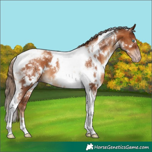 Horse Color:Gray White Spotted Gold Champagne Tobiano