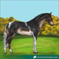 Horse Color:Gray Silver Brown Tobiano Rabicano