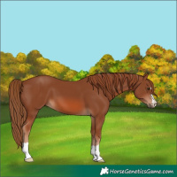 Horse Color:Chestnut 