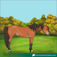 Horse Color:Bay 