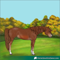 Horse Color:Chestnut 