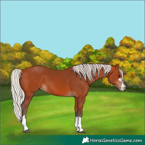 Horse Color:Silver Bay 