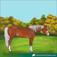 Horse Color:Silver Bay 