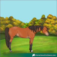 Horse Color:Bay 