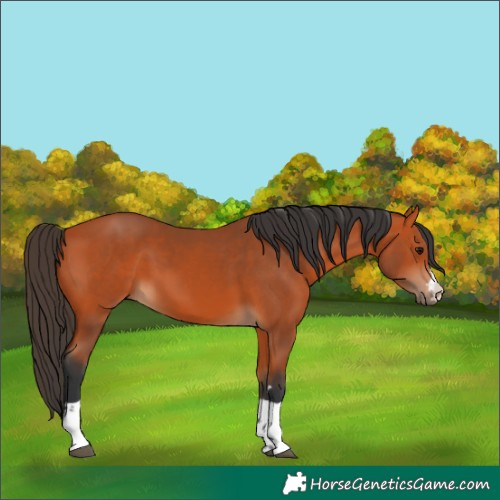 Horse Color:Bay 