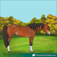 Horse Color:Bay 