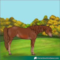 Horse Color:Chestnut 