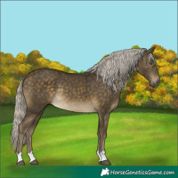 Horse Color:Silver Buckskin Rabicano