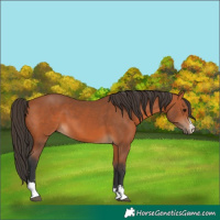 Horse Color:Bay 