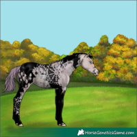 Horse Color:Void Watercolor Amber Champagne Pearl Onyx Tobiano Blanket Rabicano 