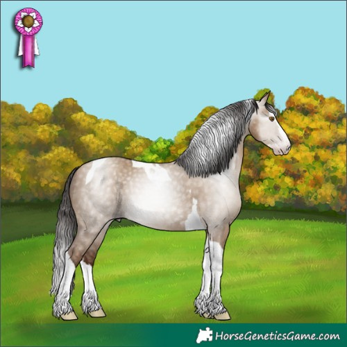 Horse Color:Gray Classic Champagne Dun Splash Tobiano Appaloosa 