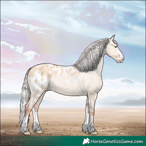 Horse Color:Silver Sable Champagne Dun Splash Appaloosa Rabicano 