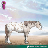 Horse Color:Classic Champagne Dun Splash Appaloosa 