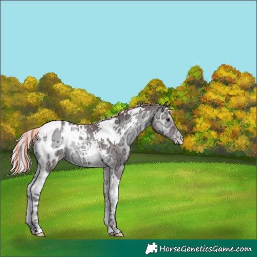 Horse Color:Painted Chocolate Silver Blue Onyx Chinchilla Ice Tobiano Blanket