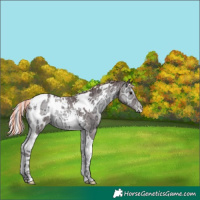Horse Color:Painted Chocolate Silver Blue Onyx Chinchilla Ice Tobiano Appaloosa 