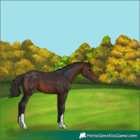Horse Color:Brown 