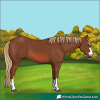 Horse Color:Chestnut 