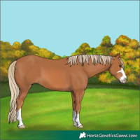 Horse Color:Chestnut 