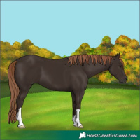 Horse Color:Liver Chestnut 