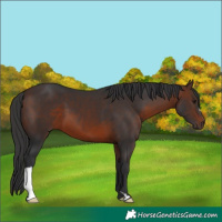 Horse Color:Brown 