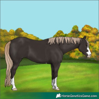 Horse Color:Liver Chestnut 
