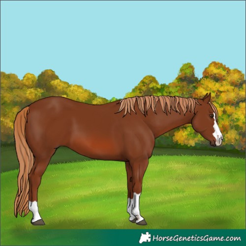 Horse Color:Chestnut 
