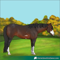 Horse Color:Brown 